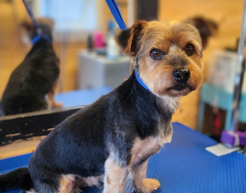 A freshly groomed Yorkshire terrier on the blue grooming table in the salon