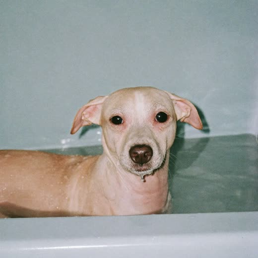 A small dog being bathed